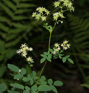 Thalictrum revolutum (waxy-leaf meadow-rue, purple meadowrue, skunk meadowrue, waxy meadowrue, waxyleaf meadow-rue)