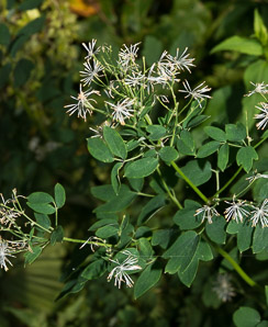 Thalictrum revolutum (waxy-leaf meadow-rue, purple meadowrue, skunk meadowrue, waxy meadowrue, waxyleaf meadow-rue)