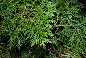Thuja occidentalis (northern white cedar, arbor vitae, arborvitae, Eastern arborvitae, northern whitecedar, northern white-cedar)