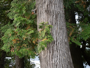 Thuja occidentalis (northern white cedar, arbor vitae, arborvitae, Eastern arborvitae, northern whitecedar, northern white-cedar)