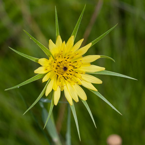 Tragopogon dubius (yellow goatsbeard, yellow salsify, western salsify, western goat’s-beard, wild oysterplant, yellow goat’s beard, goat’s beard, goatsbeard, common salsify, salsify)