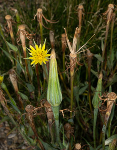 Tragopogon porrifolius (salsify)