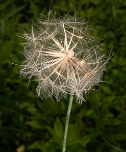 Tragopogon pratensis (meadow salsify, jack-go-to-bed-at-noon, showy goat’s-beard, meadow goat’s-beard, meadow goat’s beard)