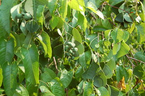 Triadica sebifera (Chinese tallow)