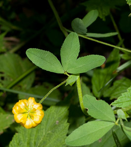 Trifolium aureum (hop clover, large hop clover, large hop trefoil, golden clover)
