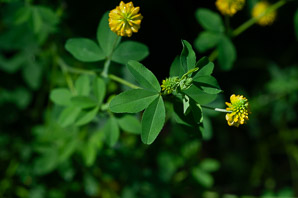 Trifolium aureum (hop clover, large hop clover, large hop trefoil, golden clover)