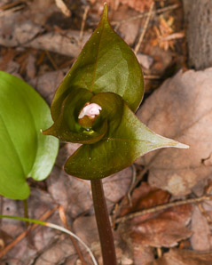 Trillium undulatum (painted trillium)
