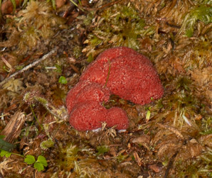 Tubifera ferruginosa (raspberry slime mold, red raspberry slime mold)