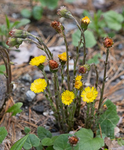 Tussilago farfara (coltsfoot, ass’s foot, bull’s foot, butterbur, coughwort, farfara, foal’s foot, foalswort, horse foot, winter heliotrope)