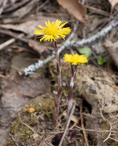 Tussilago farfara (coltsfoot, ass’s foot, bull’s foot, butterbur, coughwort, farfara, foal’s foot, foalswort, horse foot, winter heliotrope)