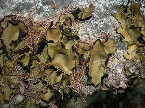 Umbilicaria mammulata (smooth rock tripe, navel lichen)