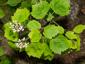 Viburnum acerifolium (maple-leaf viburnum, arrow-wood, maple-leaf arrowwood, maple-leaved viburnum, maple-leaf arrow-wood, mapleleaf viburnum)