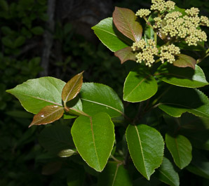 Viburnum nudum (withe rod, possumhaw)