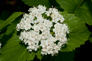 Viburnum rafinesqueanum (downy arrowwood)