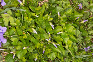 Viola sororia (common blue violet, woolly blue violet, common wood violet, broad-leaved wood violet)