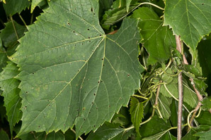 Vitis riparia (riverbank grape)
