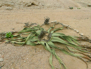Welwitschia mirabilis (welwitschia)