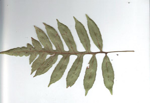Woodwardia areolata (netted chain fern, nettled chain fern, netted chainfern)