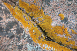 Xanthoria elegans (elegant sunburst lichen, sunburst lichen, elegant orange wall lichen)