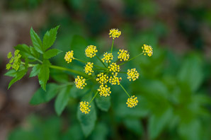 Zizia aurea (golden zizia, golden Alexander, golden Alexanders)