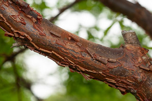 Acer griseum (paperbark maple)