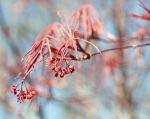 Acer palmatum (Beni Otake Japanese maple)