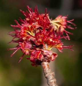 Acer saccharinum (silver maple, creek maple, river maple, silverleaf maple, soft maple, white maple, water maple)