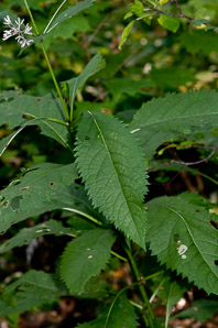 Ageratina altissima (white snakeroot, tall boneset, white sanicle)