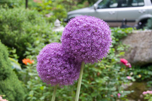 Allium giganteum (ornamental onion)