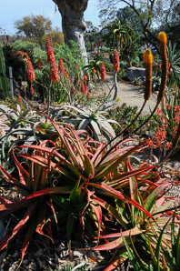 Aloe L. (aloe)