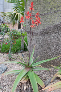 Aloe L. (aloe)