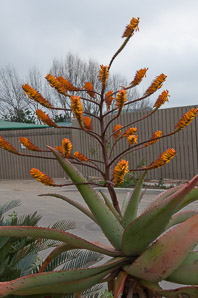 Aloe marlothii (flat-flowered aloe, bergaalwyn, mountain aloe)