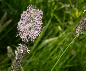Alopecurus pratensis (field meadow-foxtail, meadow foxtail)