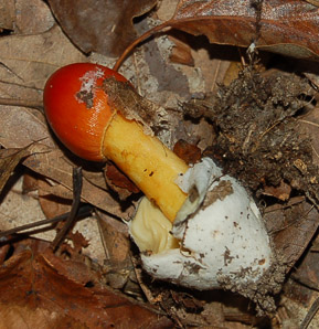 Amanita caesarea (American Caesar’s mushroom)