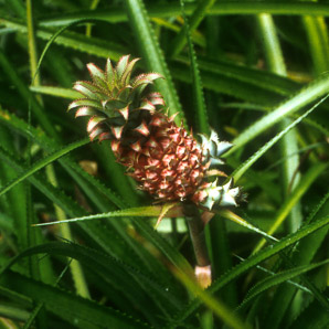 Ananas comosus (pineapple)