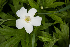 Anemone canadensis (Canada anemone, round-leaf thimbleweed, windflower, meadow anemone, roundleaf anemone, Canadian anemone)