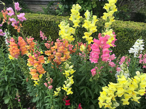 Antirrhinum L. (snapdragon)