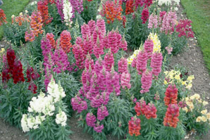 Antirrhinum L. (snapdragon)