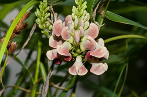 Apios americana (potato bean, groundnut, hopniss, Indian potato, bog potato, Virginia potato, wild potato, wild sweet potato)