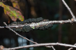 Apiosporina morbosa (black knot fungus)