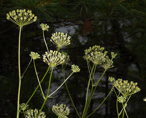 Aralia hispida (bristly sarsaparilla)