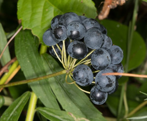 Aralia hispida (bristly sarsaparilla)