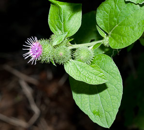 Arctium minus (burdock, common burdock, lesser burdock)
