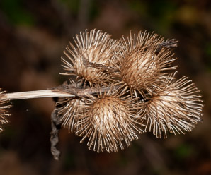 Arctium minus (burdock, common burdock, lesser burdock)