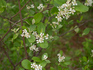 Aronia x (purple-fruited chokeberry)