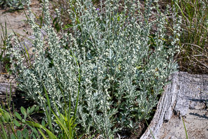 Artemisia stelleriana (hoary mugwort, Dusty Miller, beach wormwood, oldwoman)