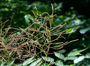 Aruncus dioicus (goat’s beard, bride’s feathers)