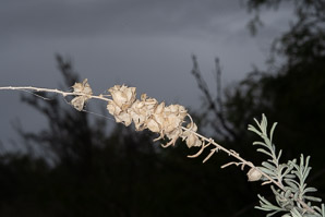 Atriplex canescens (fourwing saltbush, four-winged saltbush, chamiso, chamiza, four-wing saltbush)
