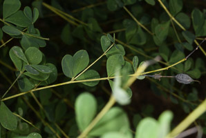 Baptisia tinctoria (wild indigo, yellow false indigo, horseflyweed, rattleweed)