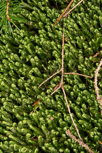 Bazzania trilobata (leafy liverwort, greater whipwort, millipede plant)